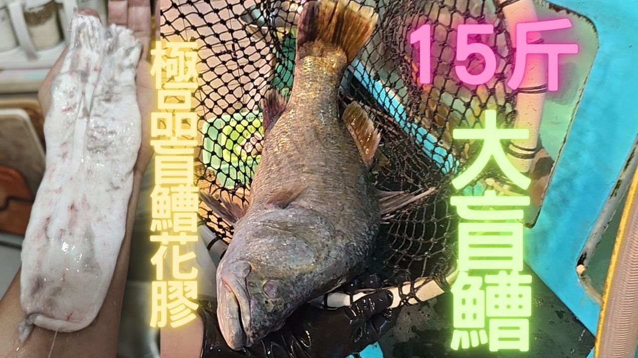 勁耐冇見野生大盲鰽（尖吻鱸）生劏魚身超肥,頂級花膠,魚肉滿口油香~fishcutting香港海鮮~社長遊街市Seafood