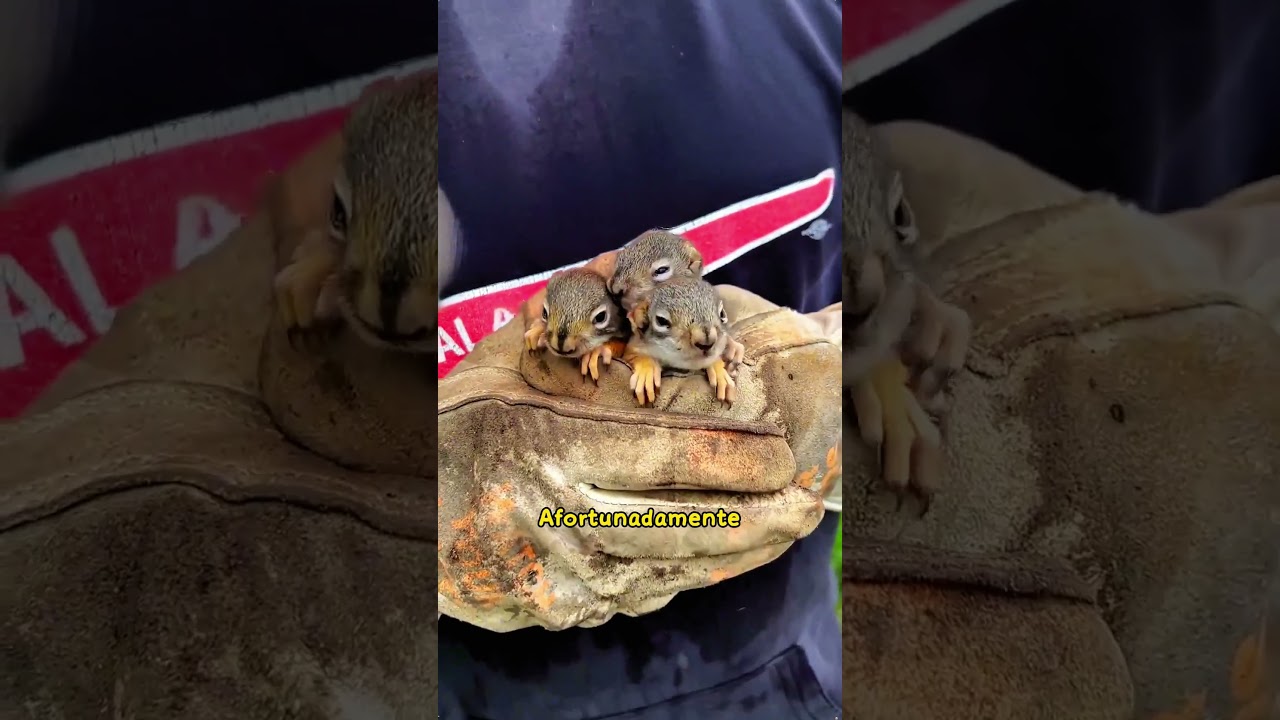 This guy saved the lost squirrel  #animals #chipmunk