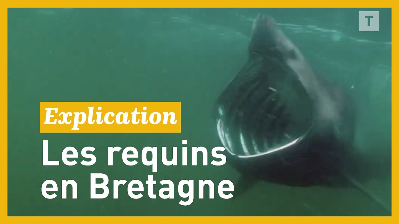 Faut-il craindre les requins en Bretagne cet été?