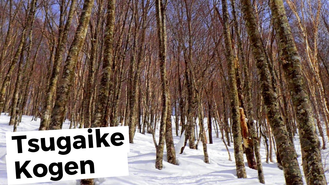 Tsugaike Kogen Ski Resort Review