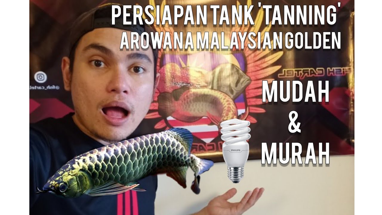 PERSIAPAN TANK 'TANNING' AROWANA MALAYSIAN GOLDEN. MURAH & MUDAH ! 