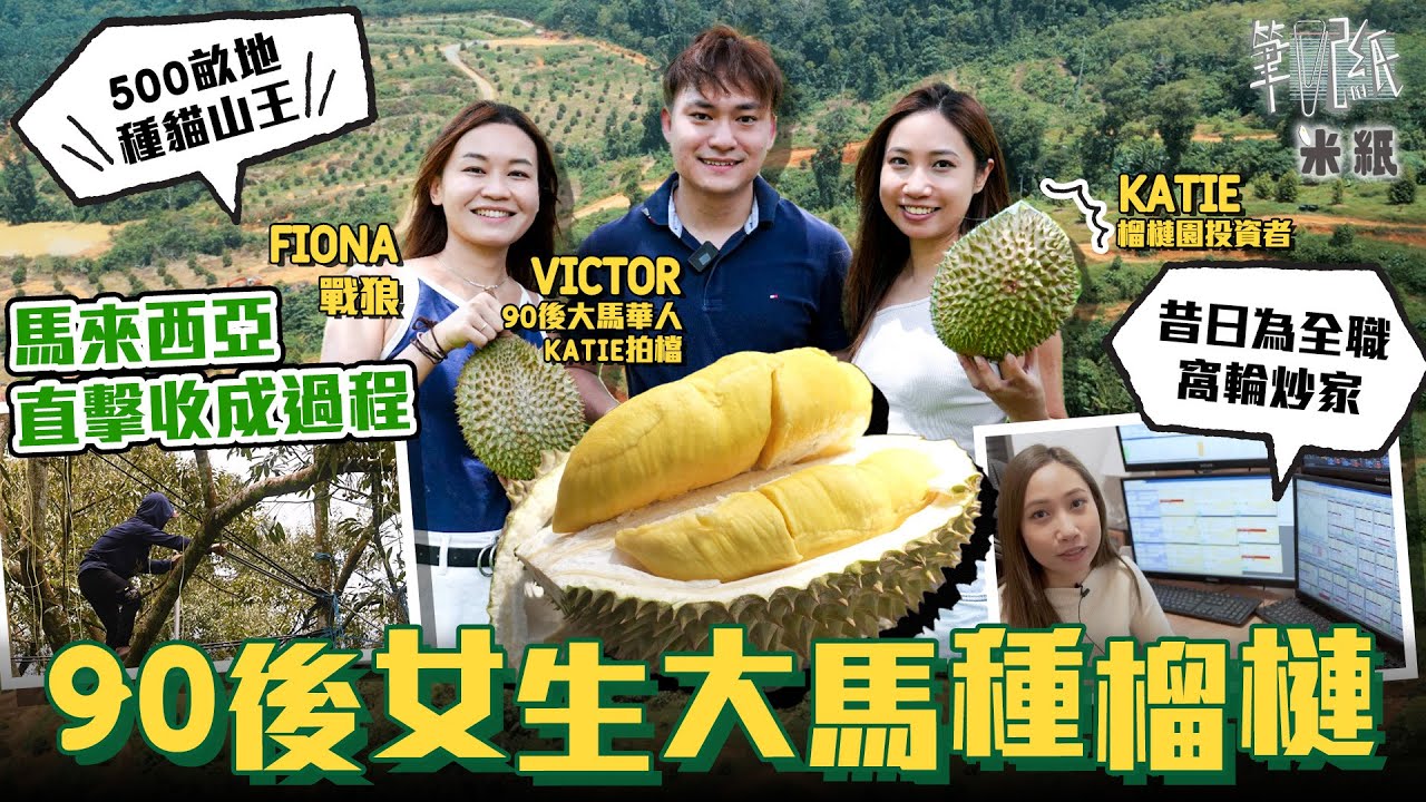 #米紙｜90後全職窩輪炒家到馬來西亞投資榴槤園 花4年時間開荒種3000顆貓山王樹 深入貓山王發源地直擊榴槤採收 解開榴槤成熟卻還掛在樹上的秘密 #筆記紙