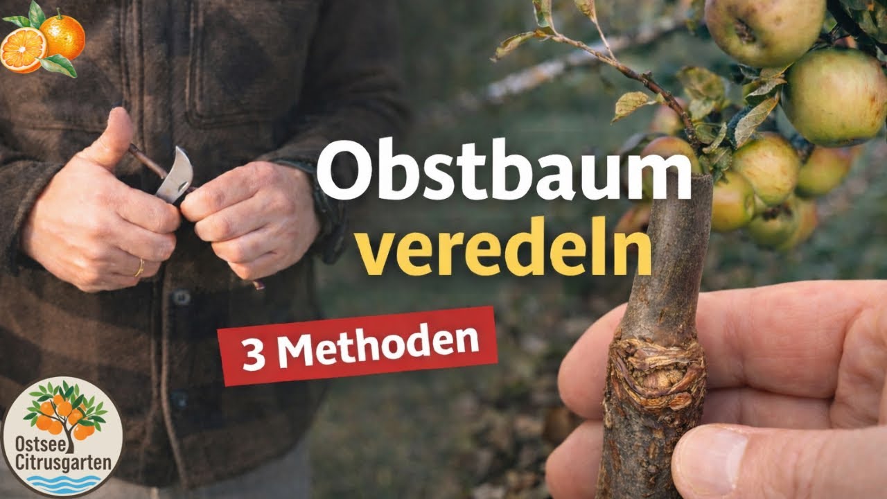 Obstbaum veredeln leicht gemacht 🍎 3 Methoden im Vergleich (Kopulation, Gegenzunge, Rindenpfropfen)