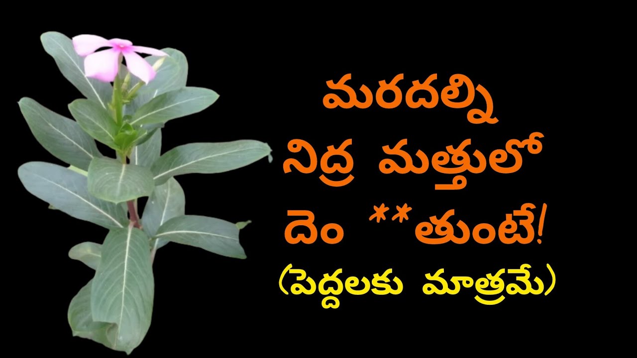 రాజస్థాన్ లో జరిగిన నిజమైన రియల్ స్టోరీ!.. Romantic story.