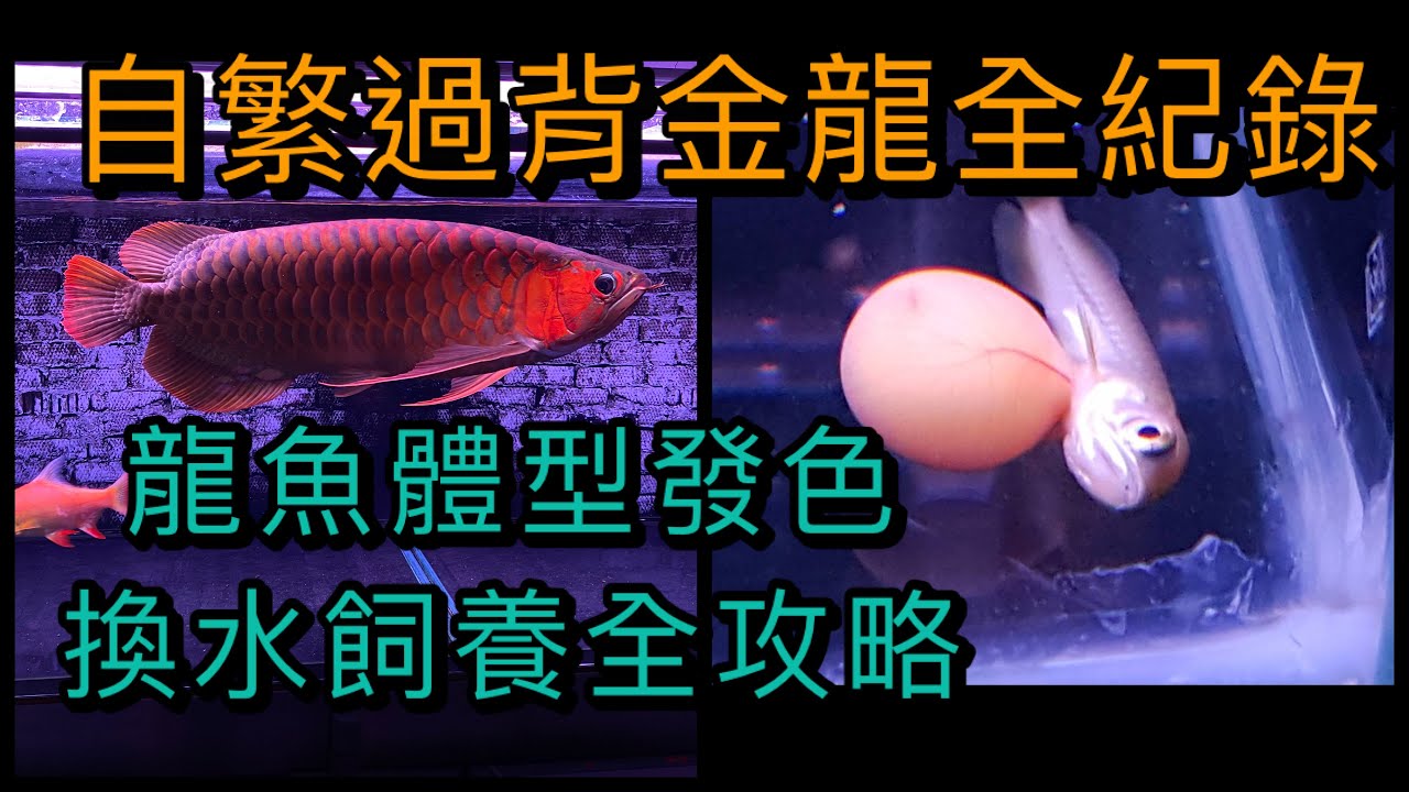 龍魚系列-過背金龍成功孵化培育到小魚全記錄,百鴻水族小林哥台產過背金龍全記錄分享,安龐龍魚成魚誇張的手臂與優美體態泳姿搭配上鮮豔的紅色真的是非常直得觀賞的龍魚,飼養龍魚小秘訣大公開季節轉換不用擔心