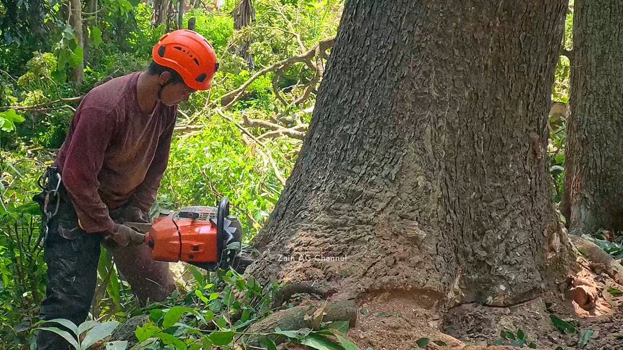 Срубить полувековое дождевое дерево - STIHL MS 881