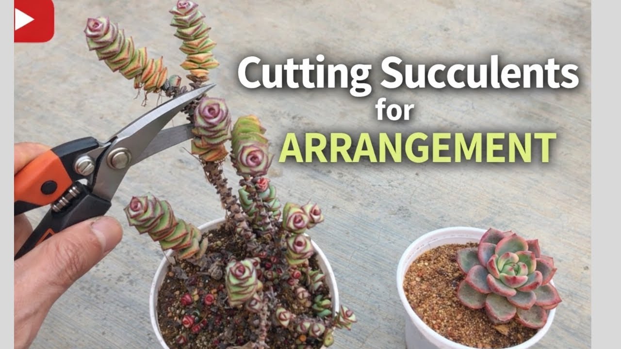 TAKING SOME CUTTING TO MAKE AN SUCCULENT ARRANGEMENT