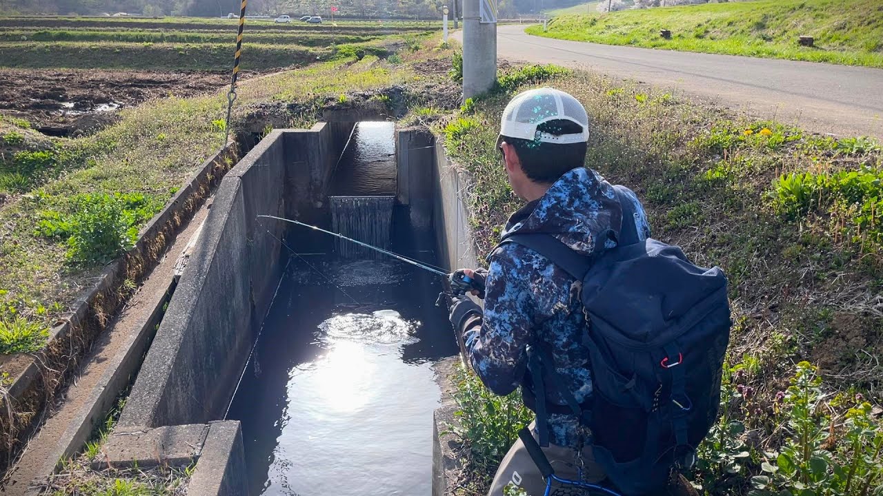 小さな用水路で想定外のバケモノが釣れた‼