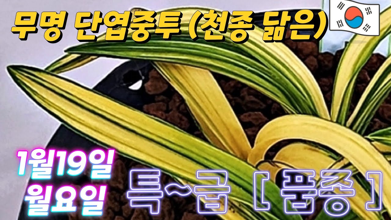 1월19일 ( 월요일 )    8품종   ♡ 무명 단엽중투         💥 좋은품종 💥 소개합니다         [ [4K]