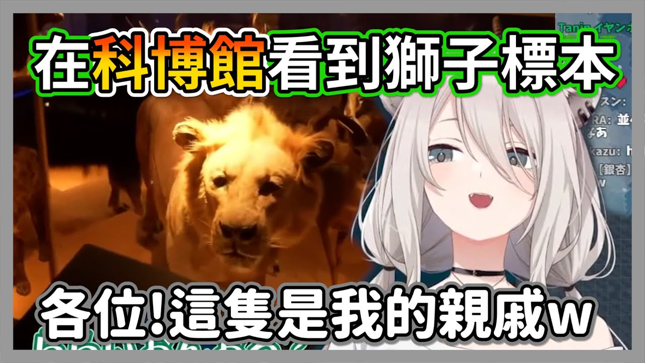 在科博館介紹自己親戚標本的446，這隻獅子怎麼越看越可愛啦w【獅白牡丹】【hololive精華】