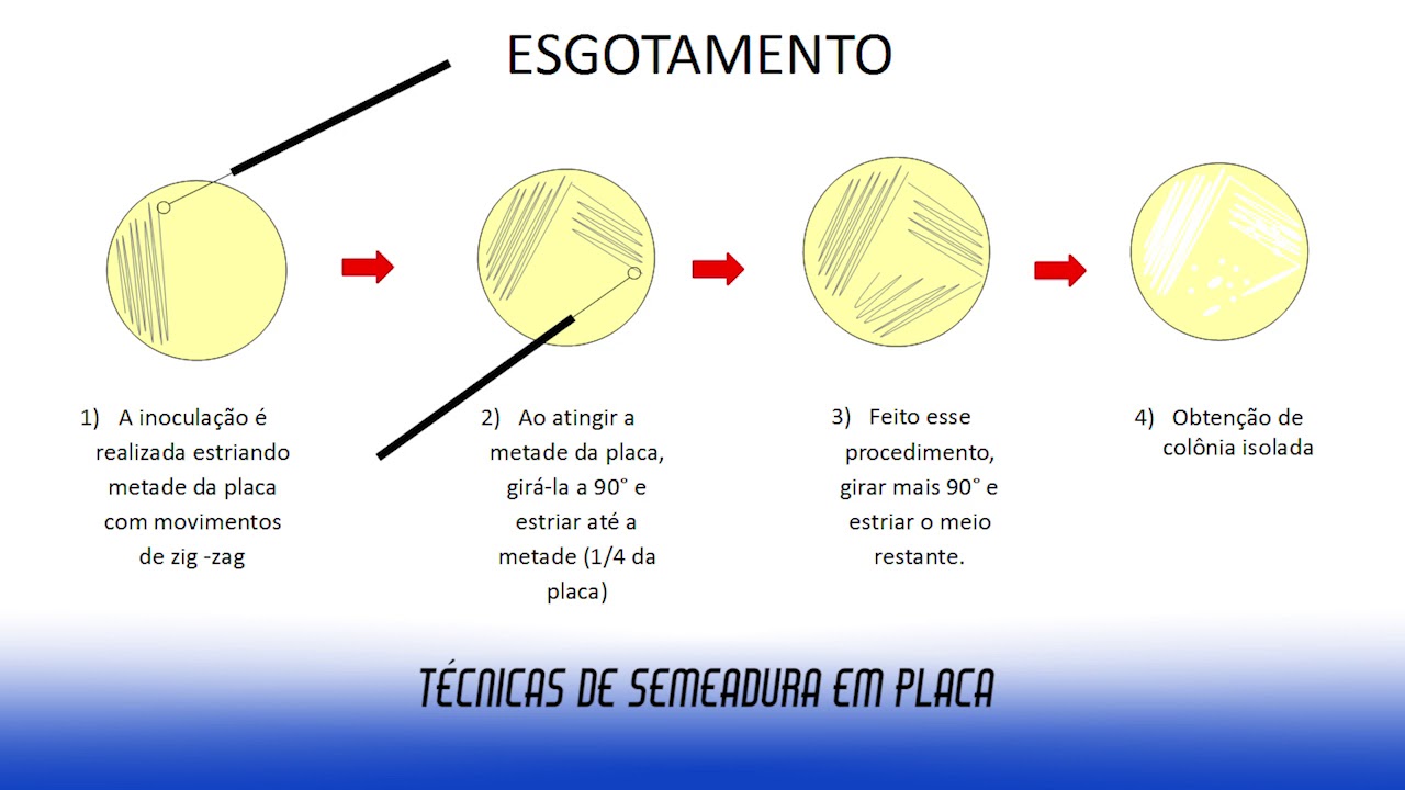 Semeadura em placas