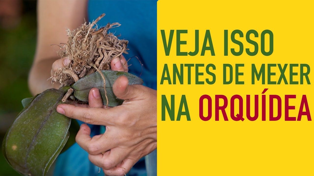 Como PLANTAR ORQUÍDEAS no VASO de um jeito SIMPLES e FÁCIL