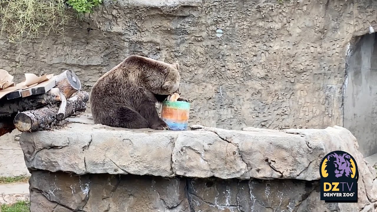 What Does Enrichment Look Like At Denver Zoo?