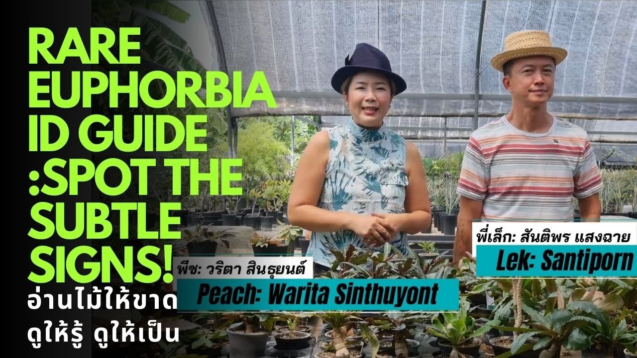 Rare Euphorbia ID Guide อ่านไม้ให้ขาด: Euphorbia cremersii, E. labatii, E.nadiae, and E.spannringii