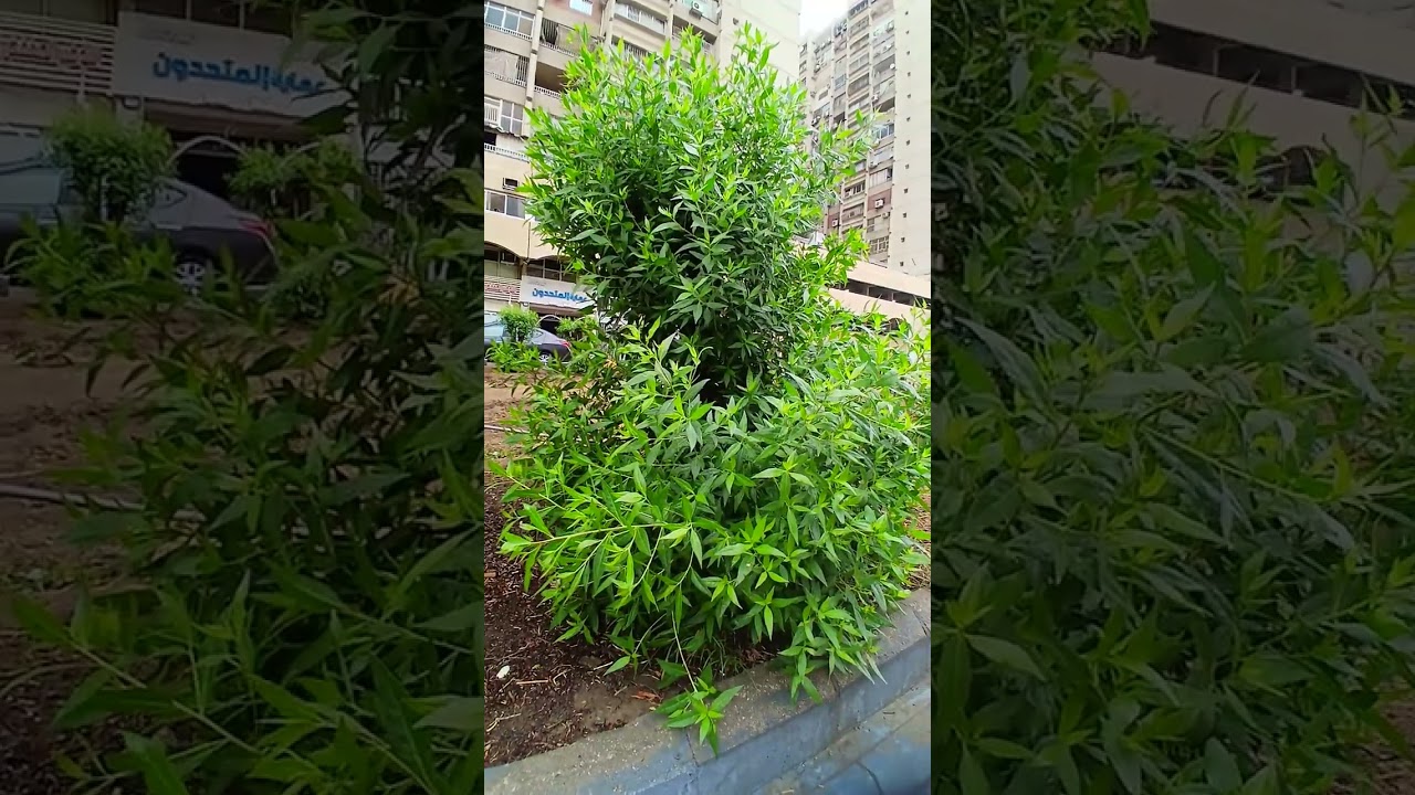አሰላምአሊኩምእራህመቱላሂወበረካትሁባመትየሚመጣዛናብኢቶብያያለሁእስከሚመስለኛደስአለኝ 