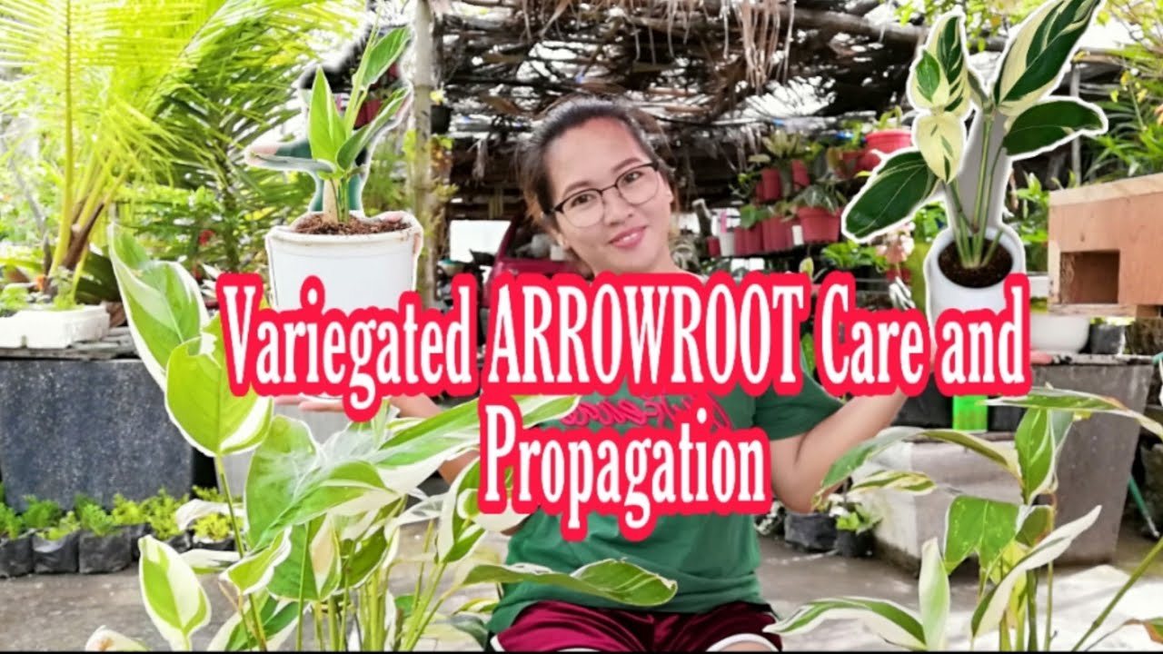 VARIEGATED ARROWROOT/URARO/SAGO PLANT CARE AND PROPAGATION|HOW TO CARE AND PROPAGATE ARROWROOT/URARO