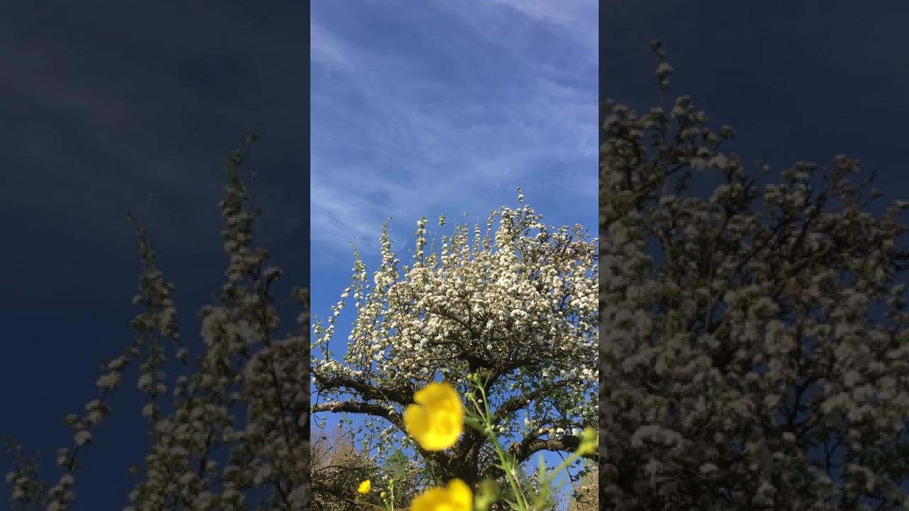 Mandala ~ der heilige Kreis 🤍🌸