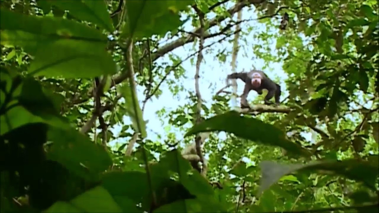 Plural Plus - UGANDA