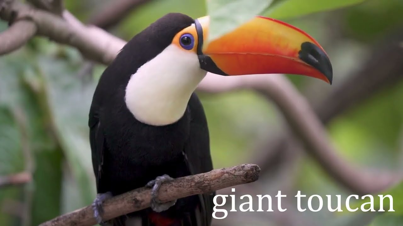 Incredible Birds You’ll Only See in the Amazon | 8k
