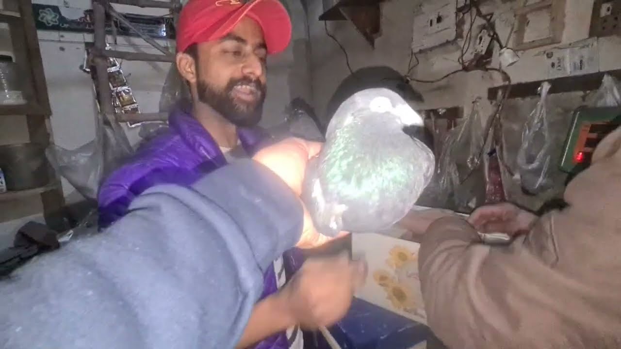 Raat ko.mujahid bhai kabotar deeny aa gye garanty waly jory ?