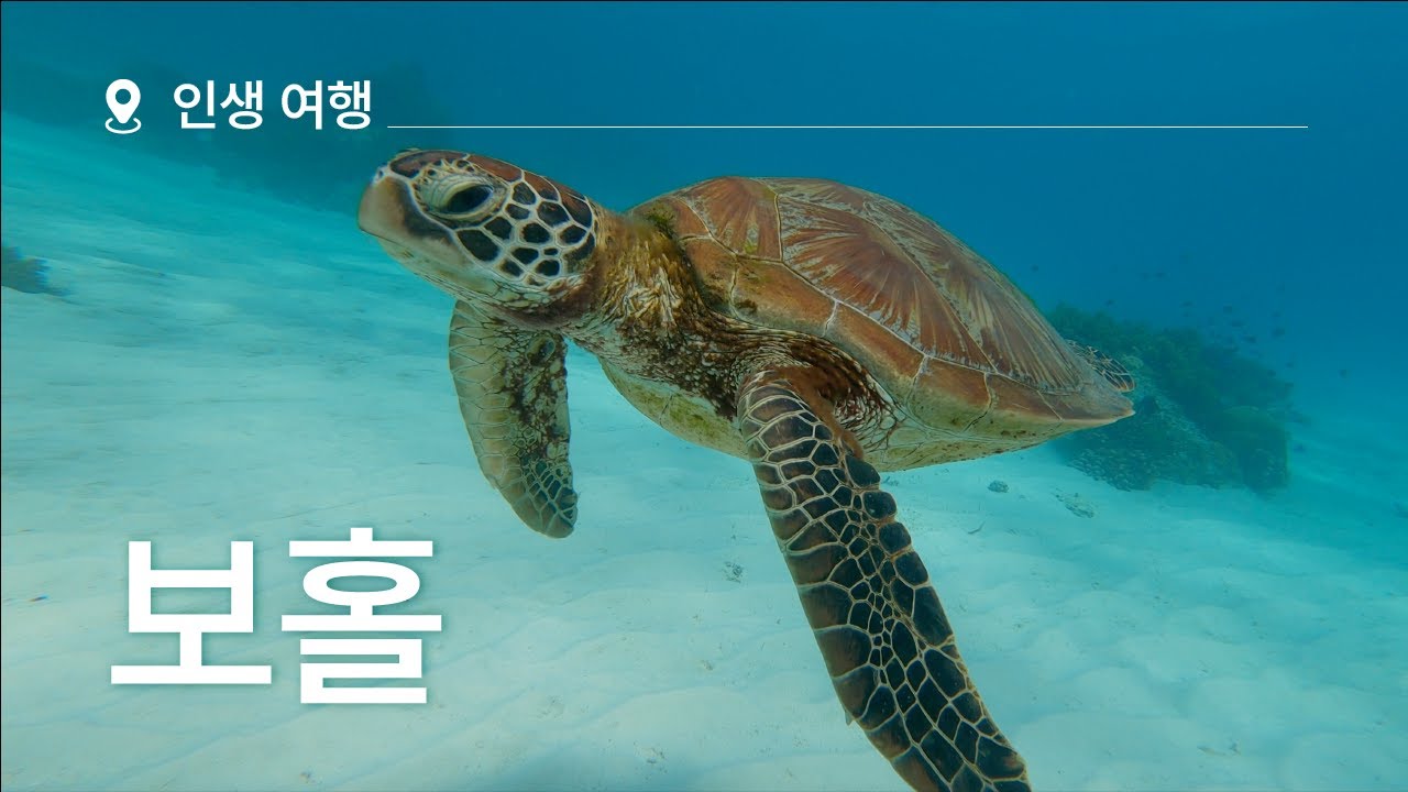동남아 속 하와이?! 인생 여행지, 보홀로 떠나볼까요?ㅣ필리핀 보홀 프로모션 #보홀여행 #스노클링 #데이투어