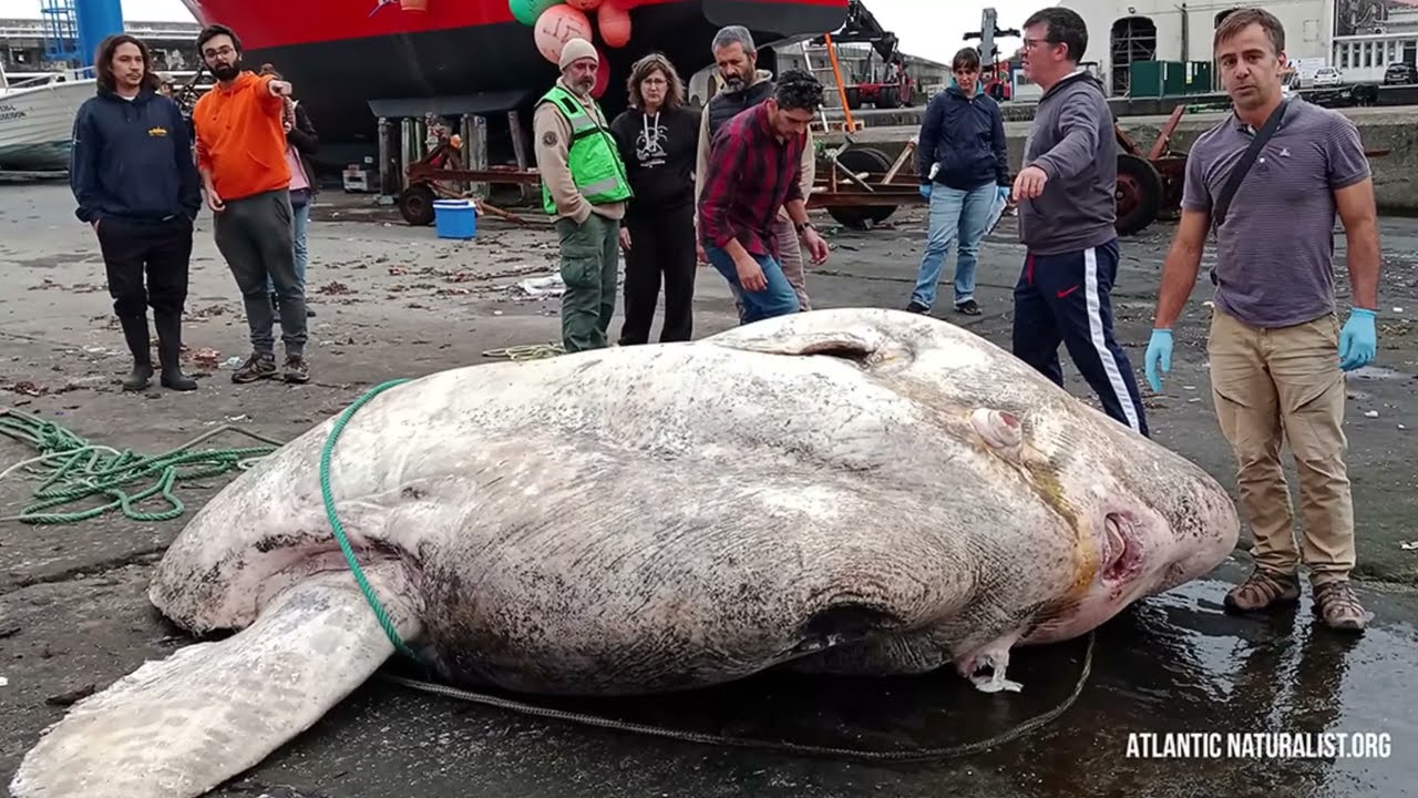 Schwerster Knochenfisch, der je gefunden wurde: Drei-Tonnen-Mondfisch stellt neuen Weltrekord auf