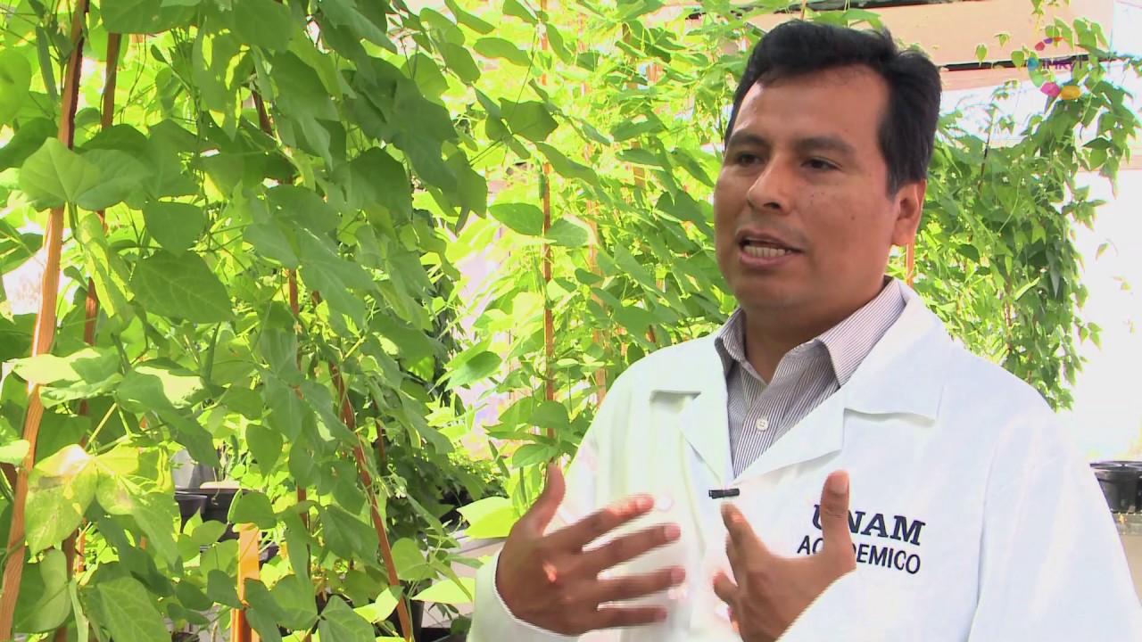 Científica/mente Biología Molecular de Plantas Dr. Luis Cárdenas IBT
