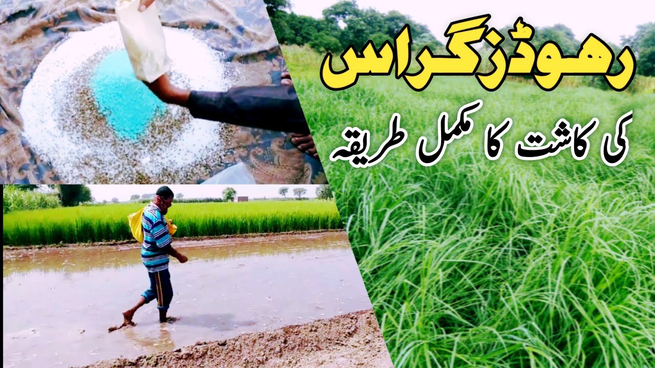 Rhodes grass  cultivation | rhodes grass food for goats |chloris gayana