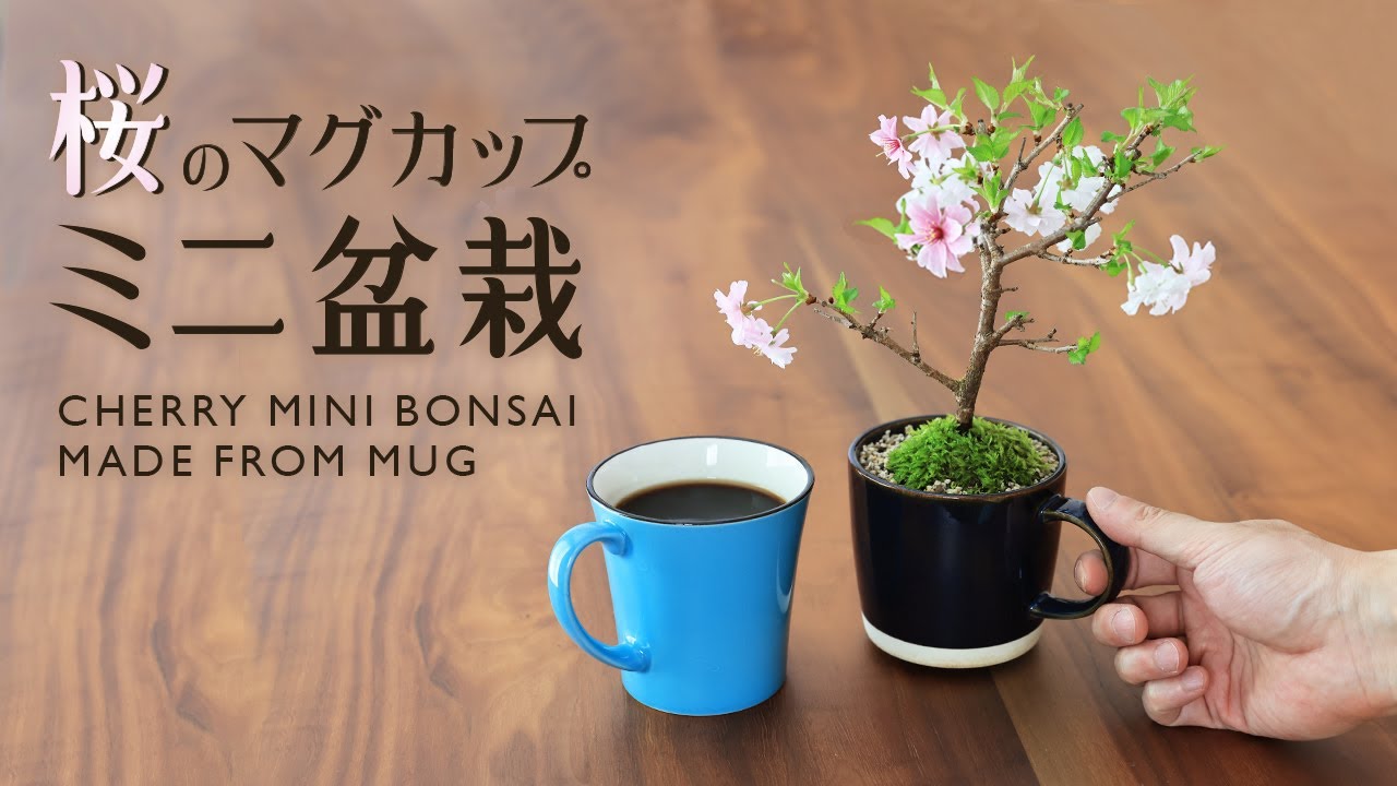マグカップで作る桜ミニ盆栽【Bonsai diary 盆栽日記 3/25】初心者の簡単園芸、盆栽の作り方 cherry 植え替え DIY ガーデニング gardening EOS R5