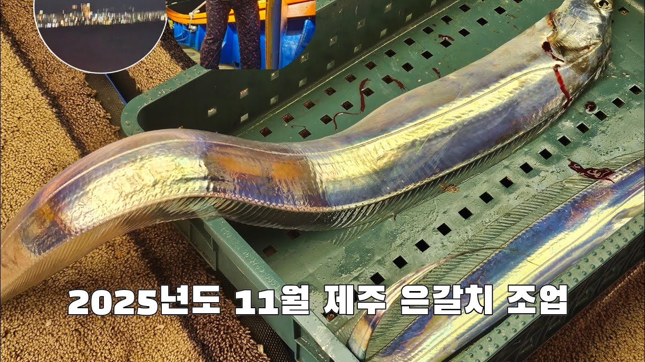 2025년도 11월 제주 은갈치 조업 현황