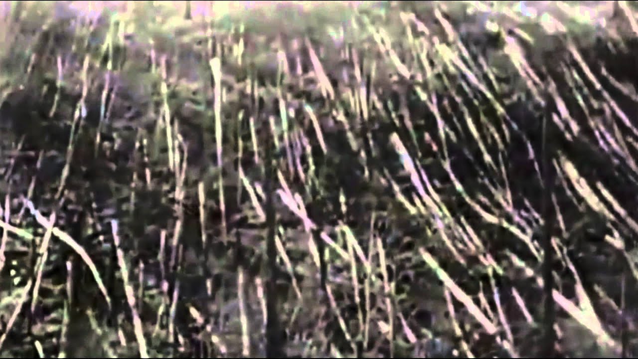 Airliner - Pinwheel Island