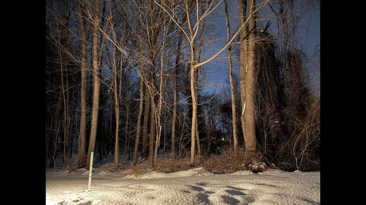 17-Feb 2026 - Winter Forest at Night: Peaceful Outdoor Ambience in Northeast USA