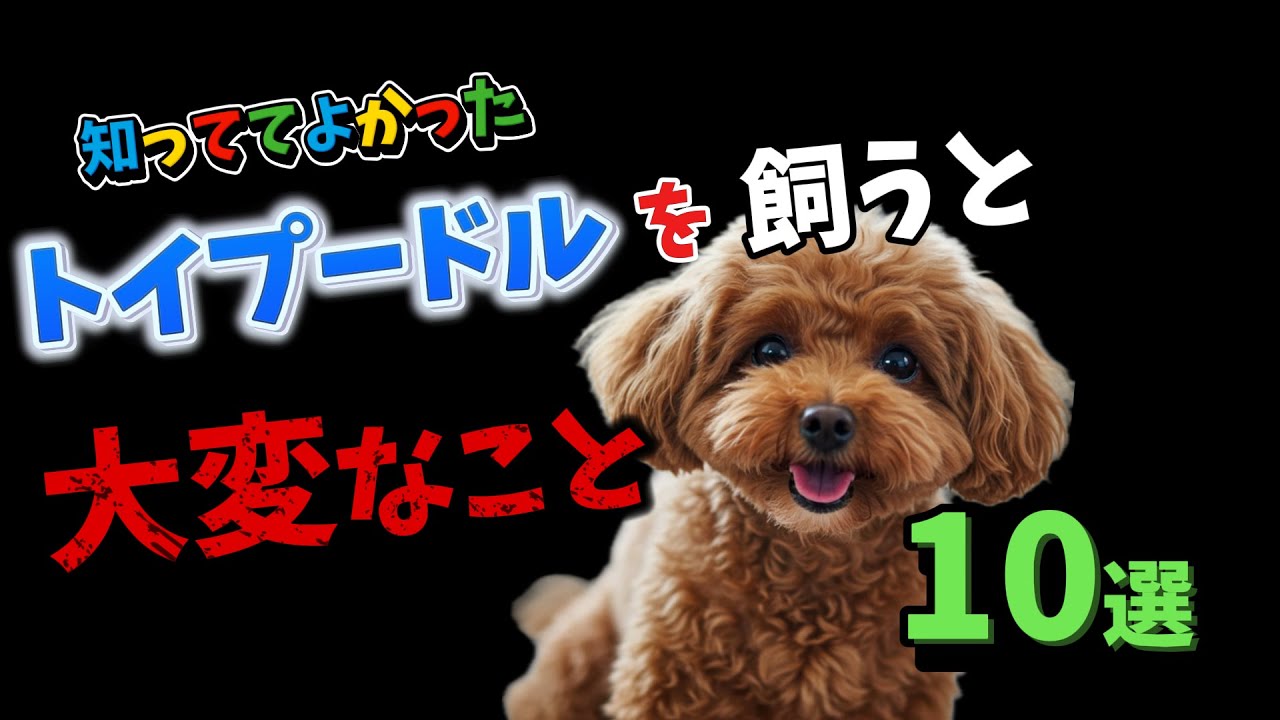 知っててよかった！トイプードルを飼うと大変なこと10選