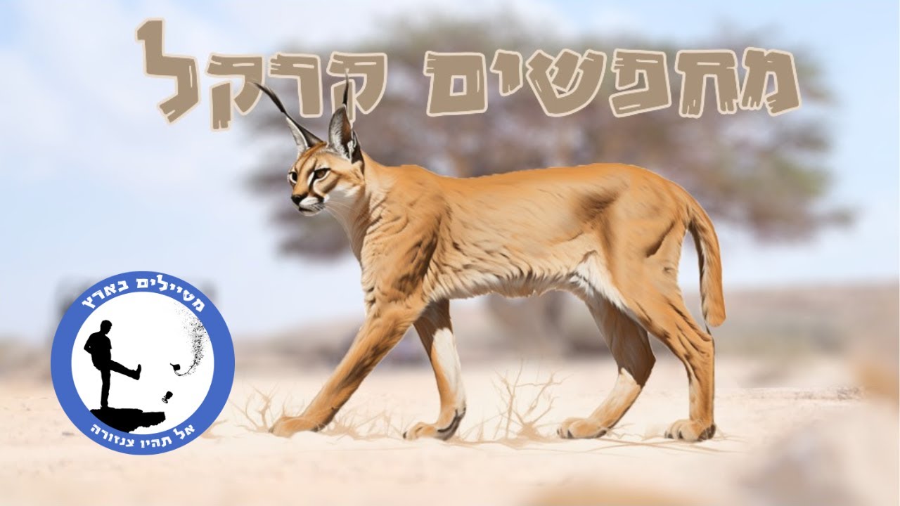 יצאנו לחפש קרקל בנגב
