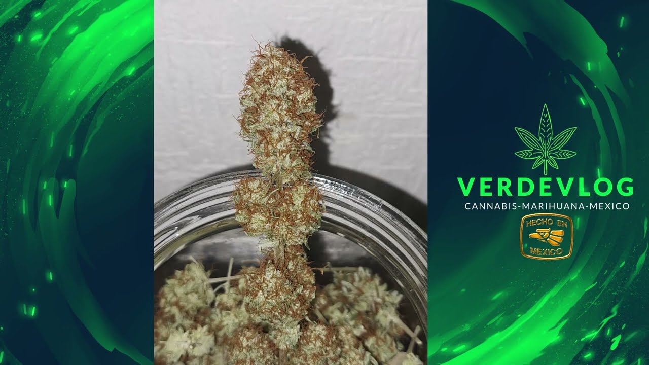 CULTIVO DE CANNABIS EN INTERIOR | GIRL SCOUT COOKIES, RUNTZ, BRUCE BANNER, APPLE FRITTER | VERDEVLOG