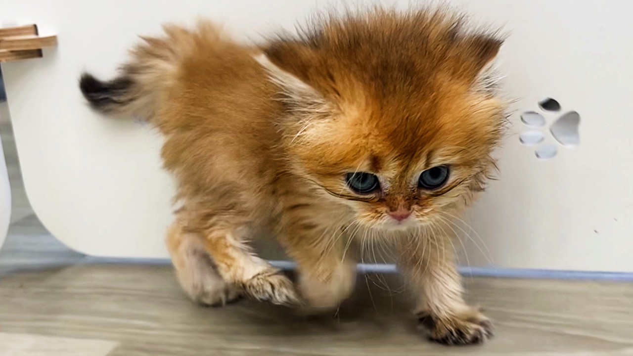 Самый опасный котенок в мире.