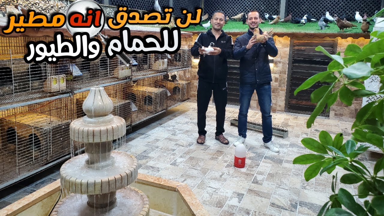 مطير السلاطين وأصحاب الكيف للمربي سليم عبد اجمل مطير حمام وطيور