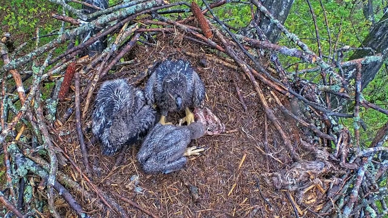 EP#385 #baldeagle Review birds in nest with nature #birdslovers #birdsounds #birdsnest #wildbirds