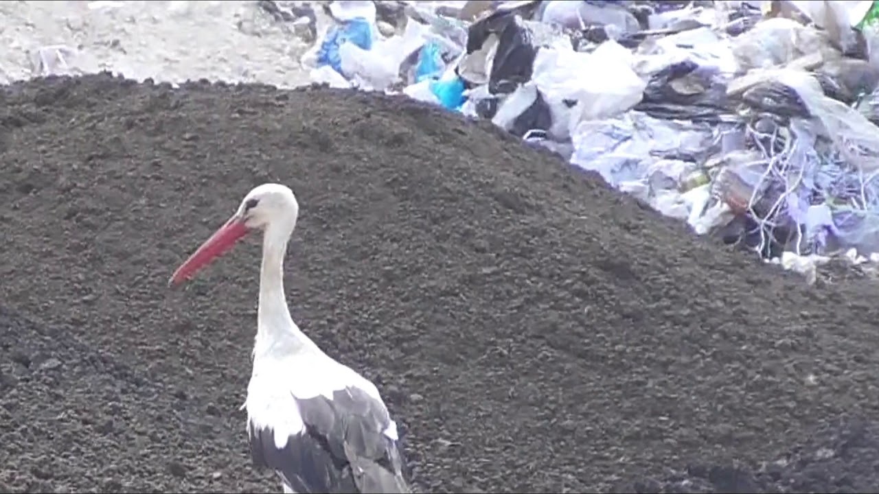 The last surviving White Stork at Magħtab