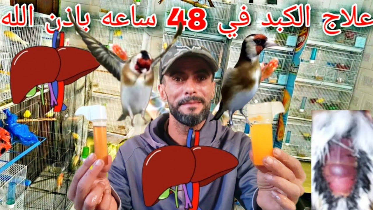 اقوى علاج طبيعي للكبد عند #الحسون #الكناري فعال لجميع الطيور مجربة 💯/💯