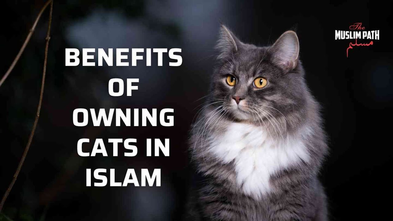Benefits of Owning Cats in Islam