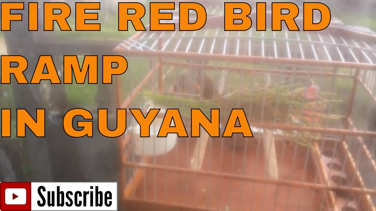 FIRE RED BIRD RAMP