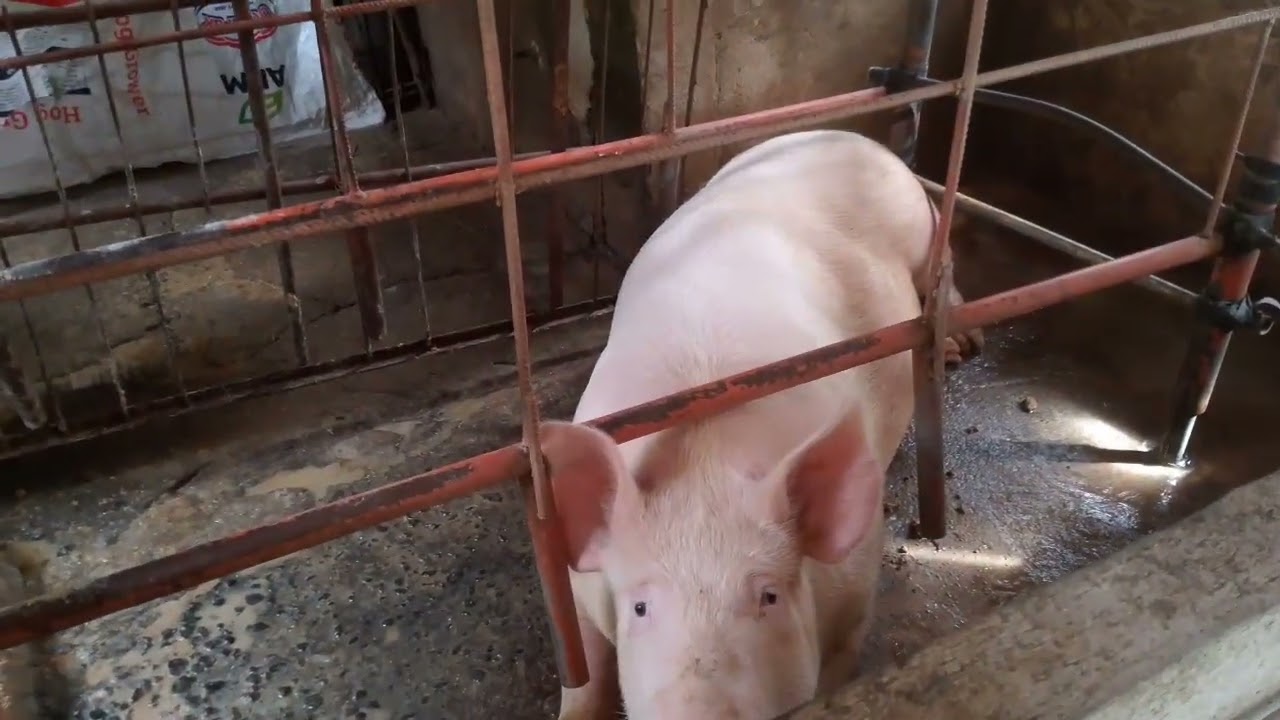 iba kasi pag inahin galing sa government ang laki ng mga piglets madaling lumaki 