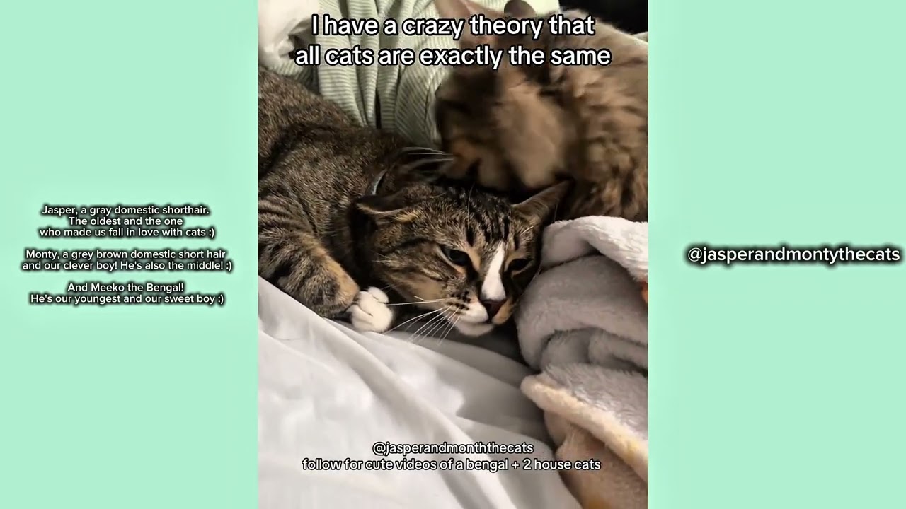 Crazy Cat Theory 