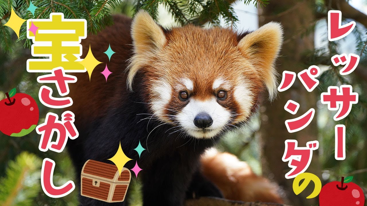 レッサーパンダの宝探し！