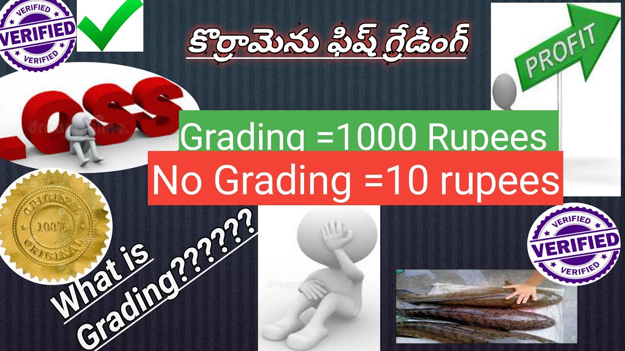 కొర్రామెను ఫిష్ గ్రేడింగ్_Lesson no_07::korramenu fish grading_Snakehead Murrell Grading