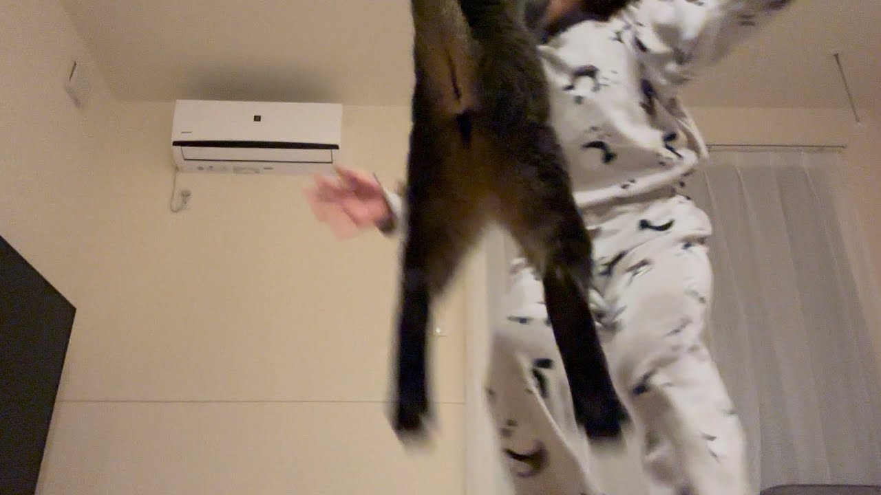 娘が内緒で撮った動画に猫の奇跡の瞬間がうつってました
