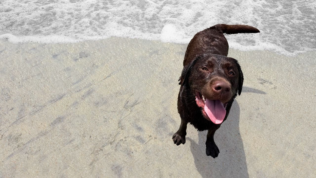 MY LABRADOR GOES ON VACATION TO SAN DIEGO CALIFORNIA!!