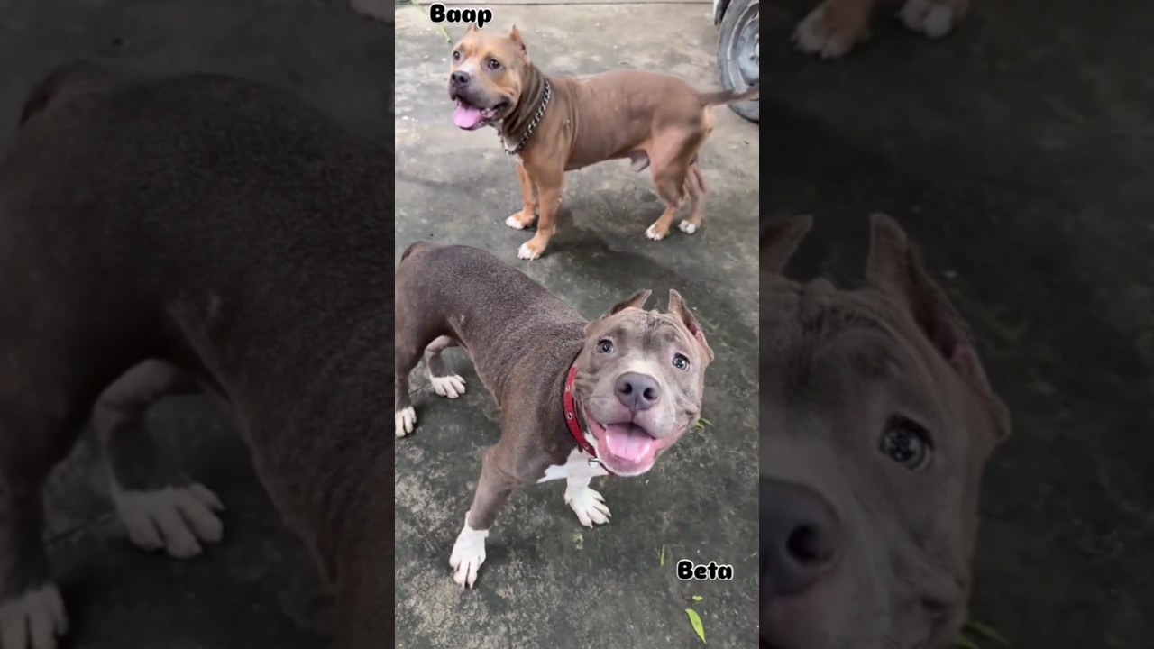 Rock Ka Beta 💀 | Pitbull dog Attack 😵 | #ritikdogkennel #ritikdoglover