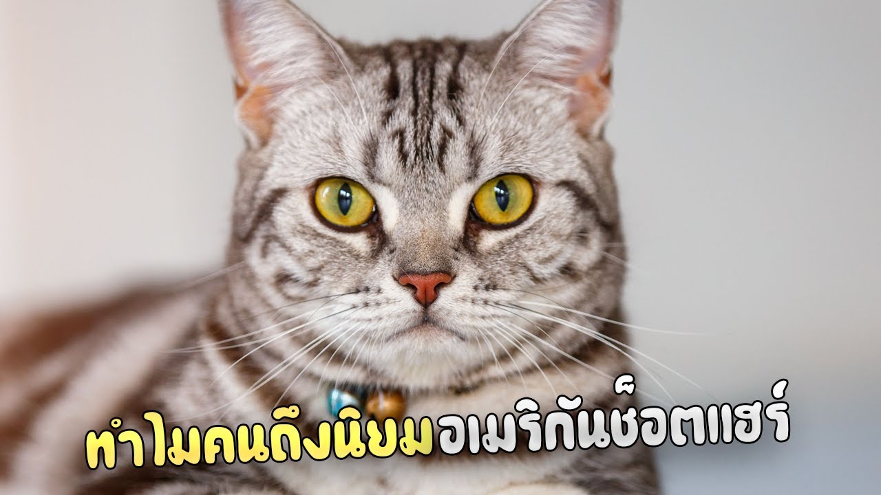 ทำไมคนถึงนิยมเลี้ยงอเมริกันช็อตแฮร์
